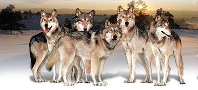 【营销管理】狼型营销与狼性团队建设